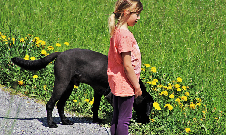 春の日に散歩する飼い主と愛犬のイメージ