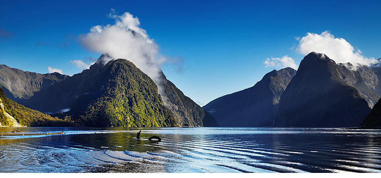 ワフとミャウはニュージーランドの食材を使用