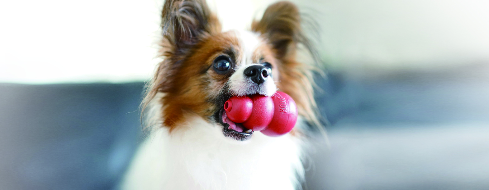 簡単しつけセットはコングとムーラムーラで愛犬が楽しみながらしつけができる