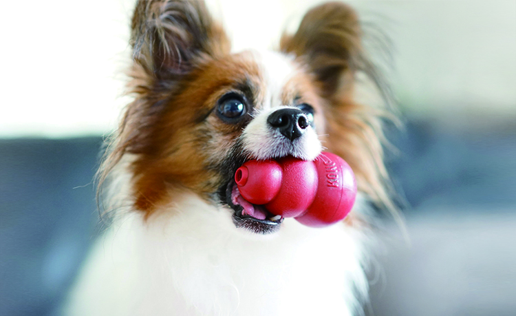 簡単しつけセットはコングとムーラムーラで愛犬が楽しみながらしつけができる