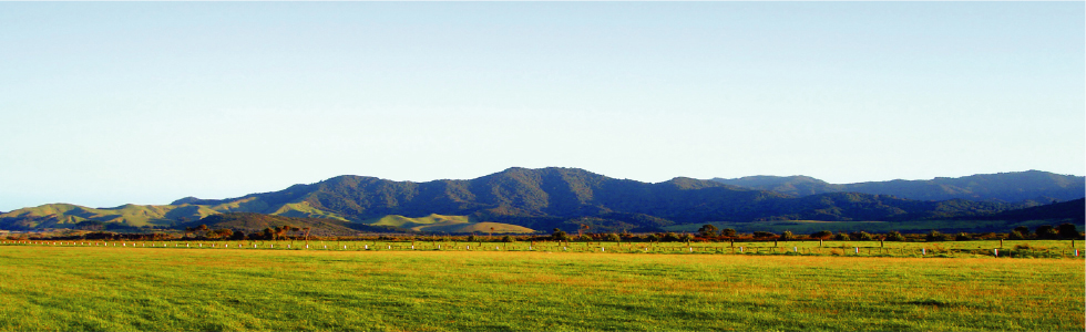イティ製品の原材料はニュージーランドの自然放牧飼育の家畜