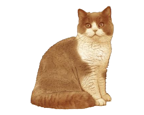 ニュートロ成猫～シニア猫のイラスト