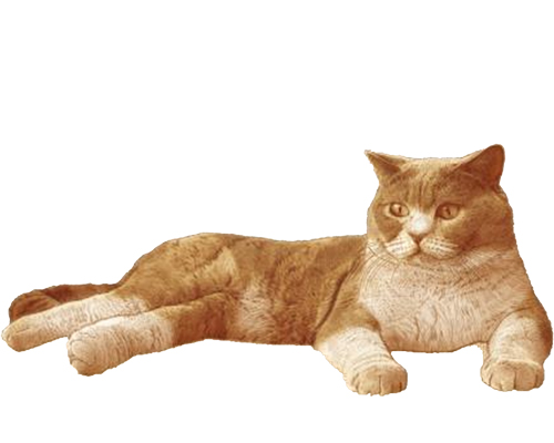 ニュートロシニア猫のイラスト