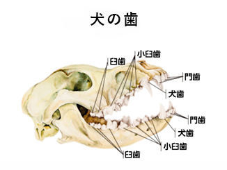 犬の歯と骨格