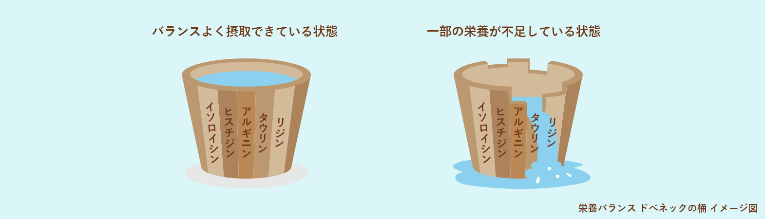 栄養バランス　ドベネックの桶イメージ図