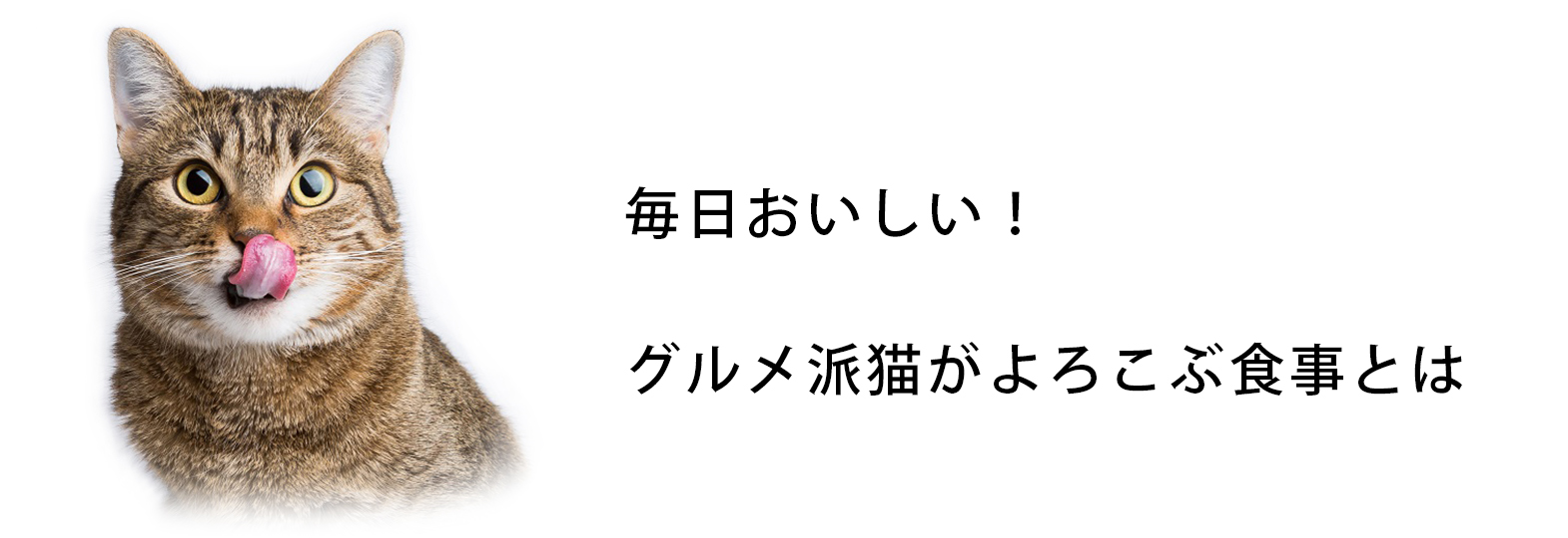 毎日おいしい！グルメ派猫がよろこぶ食事とは