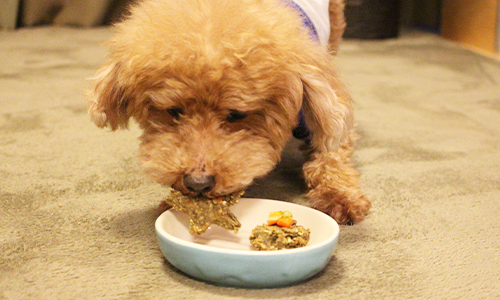 愛犬にカップケーキとクッキーをあげるとガブっと食いつき