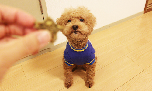 クッキーのおかわりが欲しい愛犬