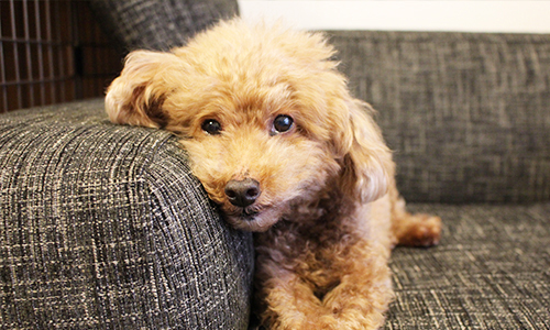 本日の試食犬！（年齢13歳）