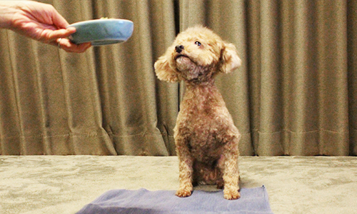 手作り食を待つ愛犬