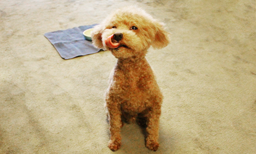 手作り食を完食した愛犬