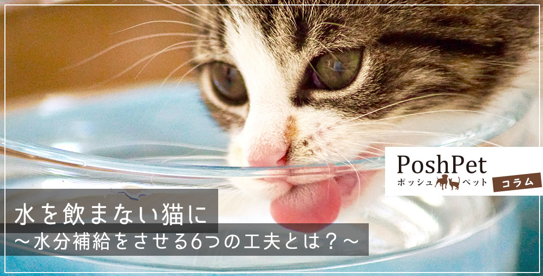 コラム:水を飲まない猫に 水分補給をさせる6つの工夫とは
