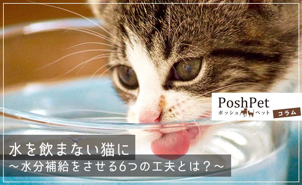 コラム:水を飲まない猫に 水分補給をさせる6つの工夫とは