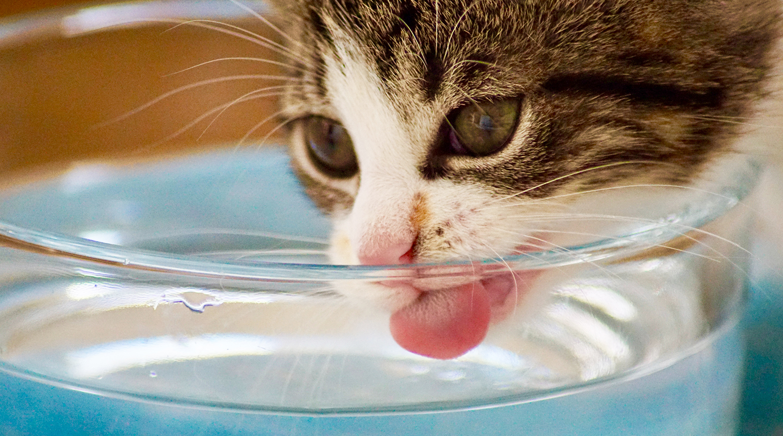 水を飲まない猫に 水分補給をさせる6つの工夫とは Poshpet コラム