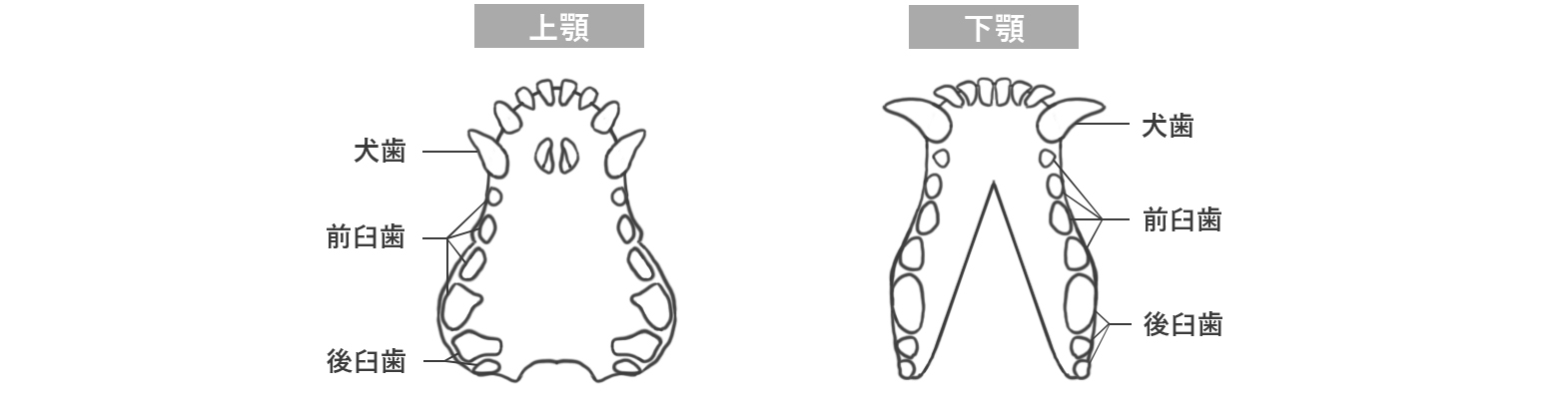 犬の上顎、下顎の歯式