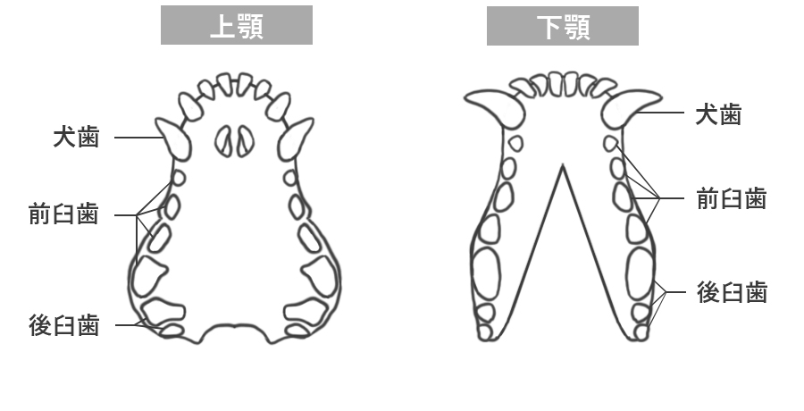 犬の上顎、下顎の歯式