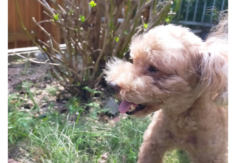 愛犬のお散歩写真