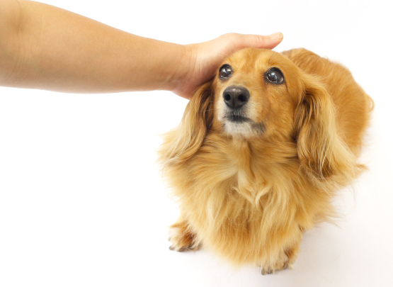 愛犬の画像