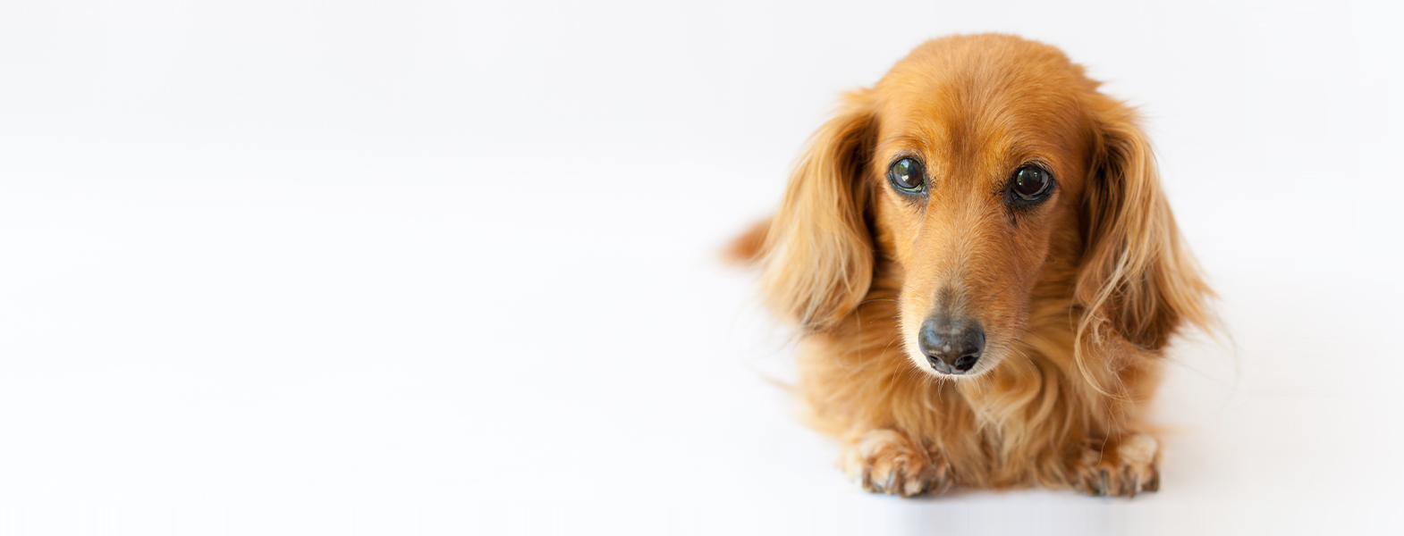 愛犬の画像