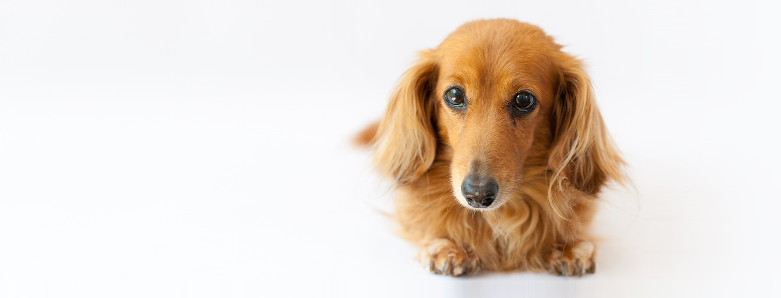 愛犬の画像