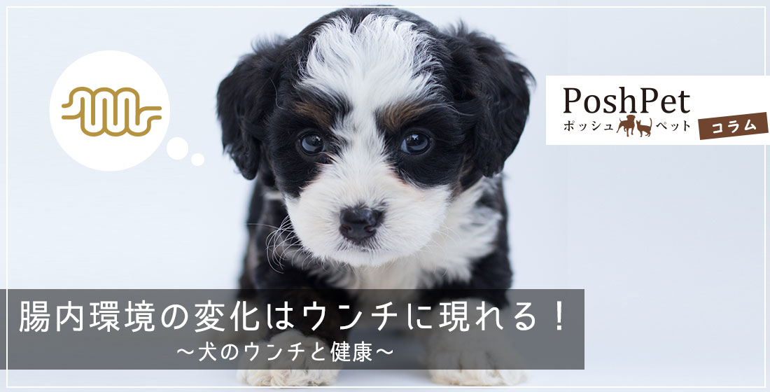 コラム:腸内環境の変化はウンチに現れる！犬のウンチと健康