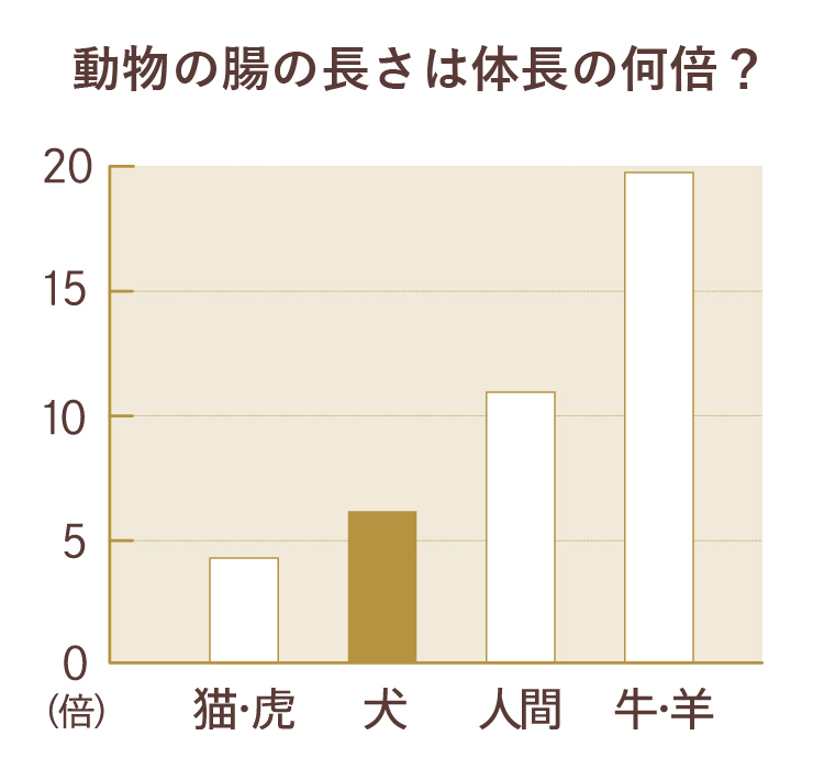 棒グラフで動物の腸の長さが体長の何倍かを比較