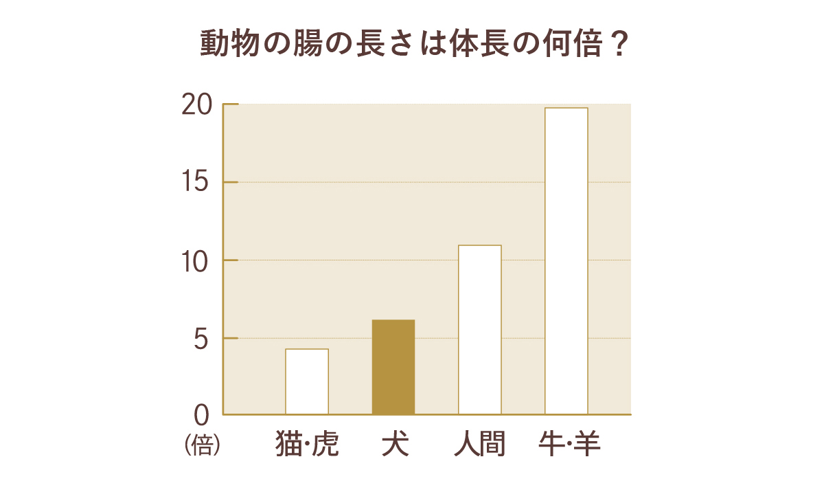 棒グラフで動物の腸の長さが体長の何倍かを比較