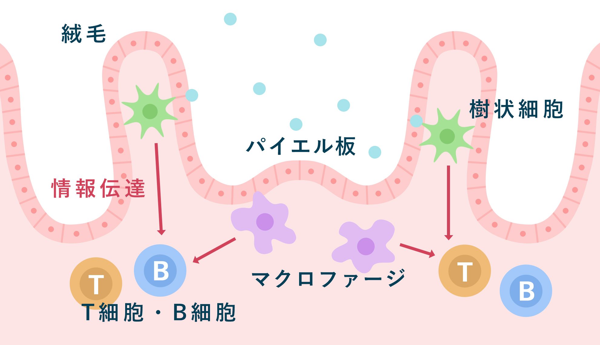 パイエル板のイメージ