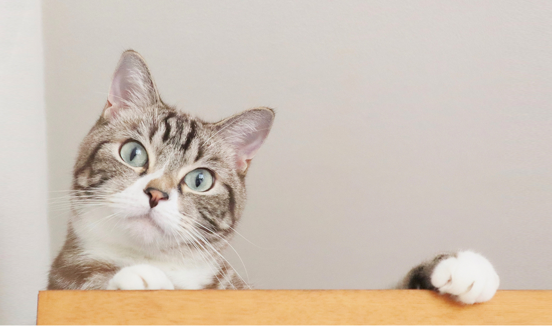 猫がご飯を食べない理由 Poshpet コラム
