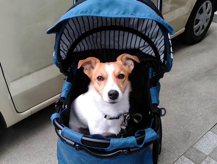 コムペットミリミリEGロングに乗る愛犬