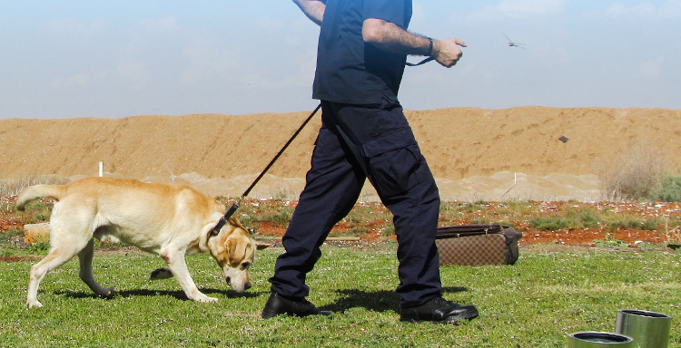 臭いを嗅ぐ愛犬