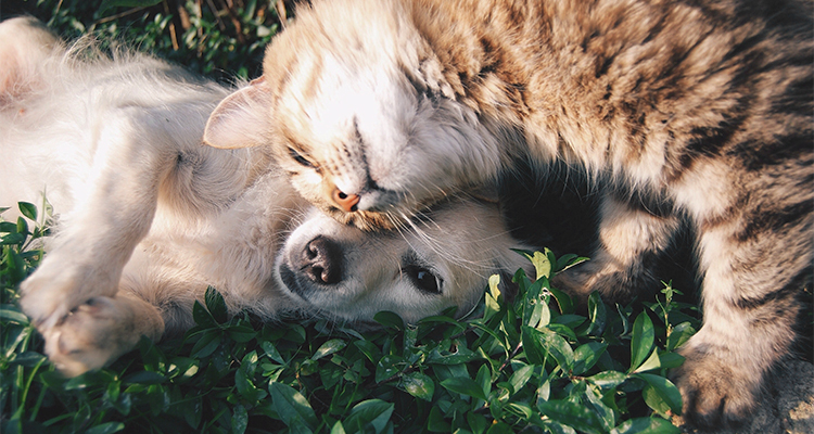 愛犬と愛猫