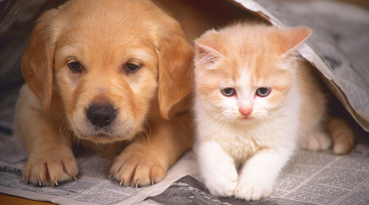 愛犬と愛猫