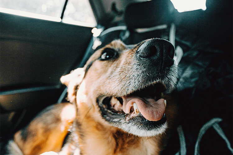 車で移動する愛犬