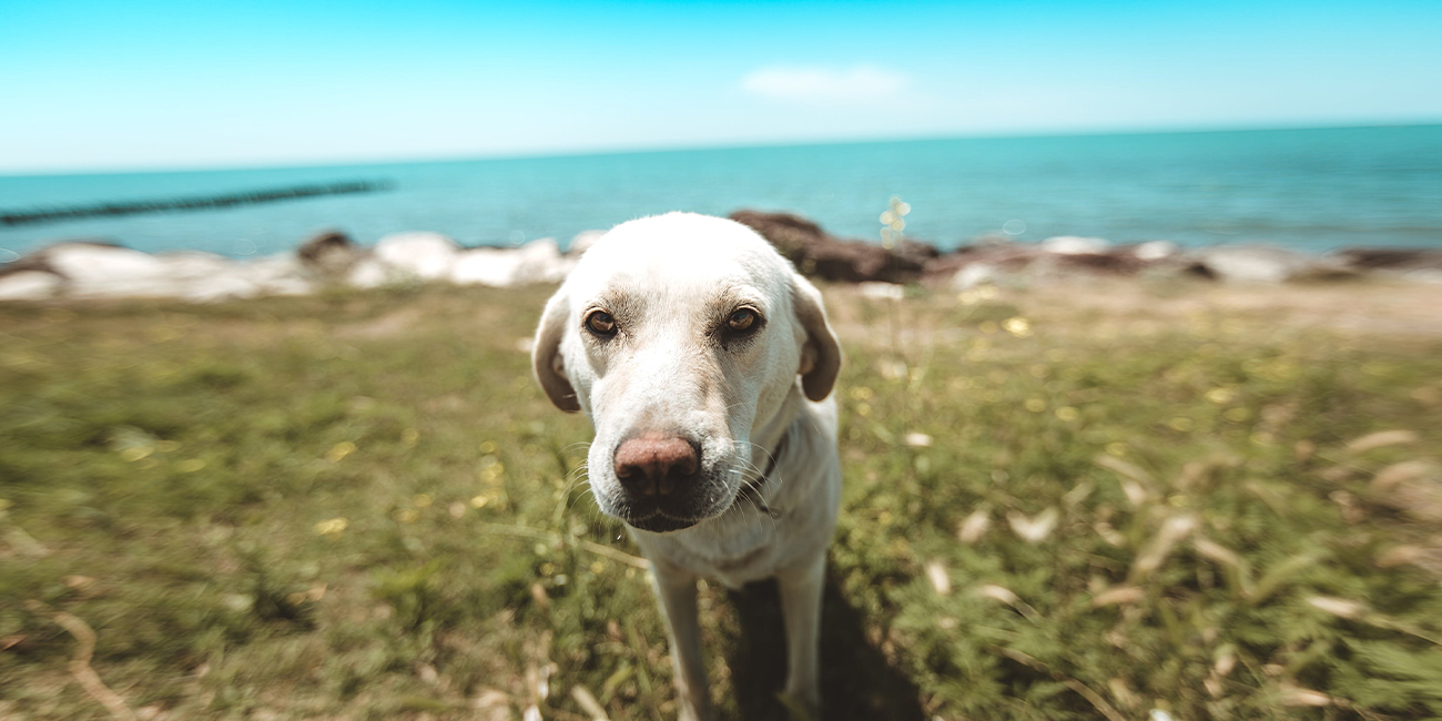 お出かけしている愛犬