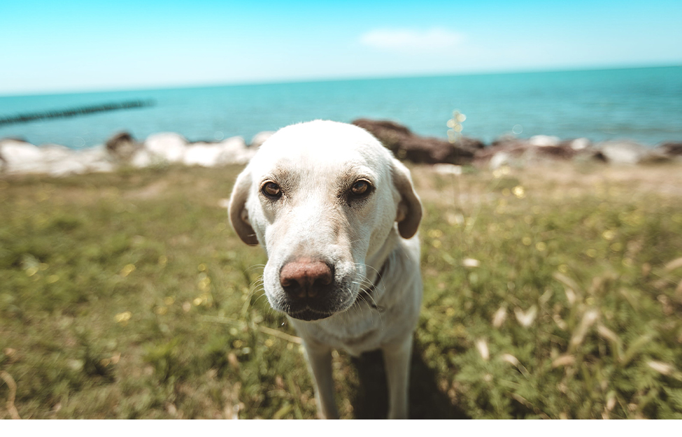 お出かけしている愛犬