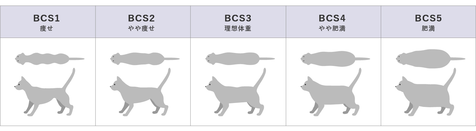 ボディコンディデョンスコア(BCS)