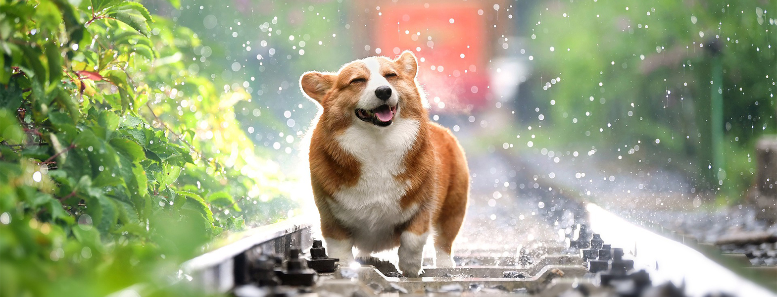 雨の日に外を歩く愛犬