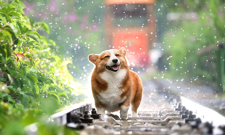 雨の日に外を歩く愛犬