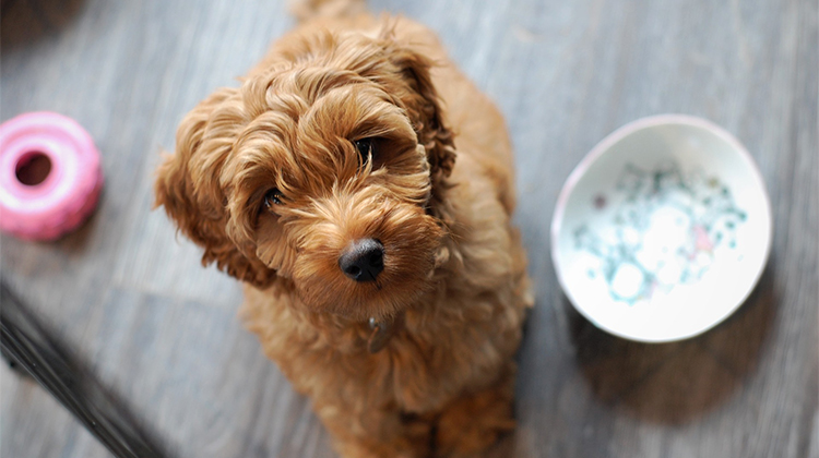 子犬の画像