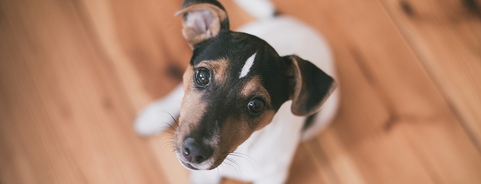 子犬の画像