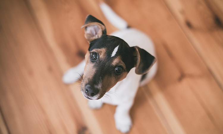 子犬の画像