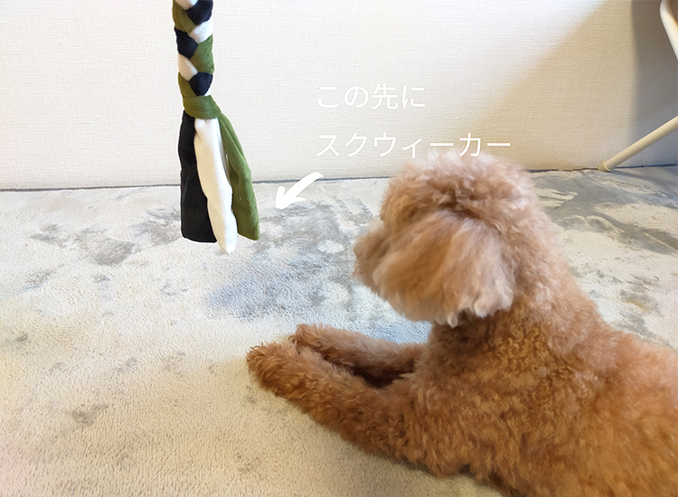 トラストミーロープで遊ぶ愛犬