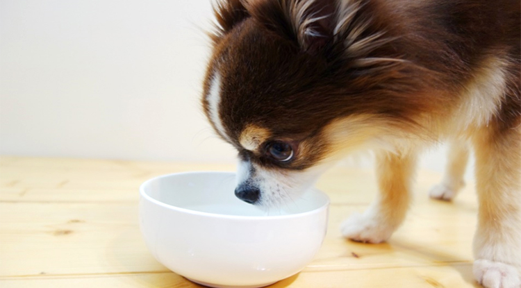 水を飲む愛犬のイメージ画像