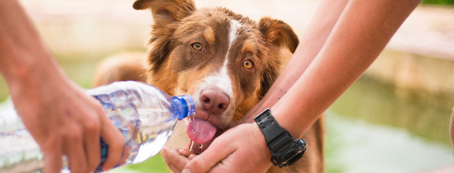 犬のためのお水選びと飲ませ方