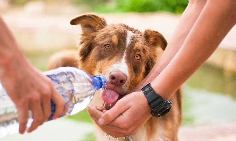 犬のためのお水選びと飲ませ方