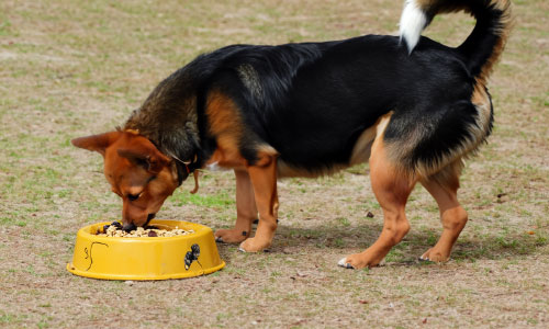 エサを食べる犬