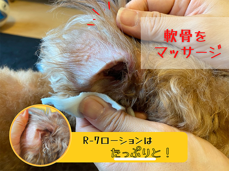 イヤーパウダーで耳掃除される愛犬１