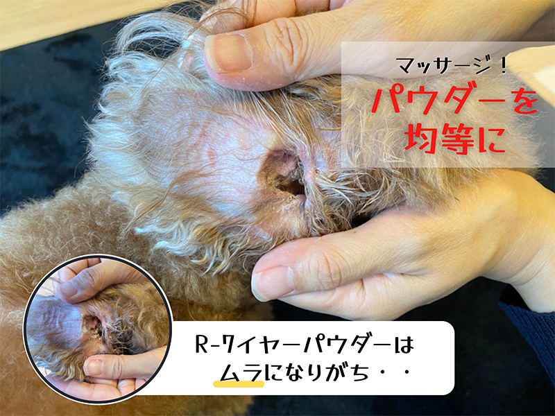 イヤーパウダーで耳掃除される愛犬２