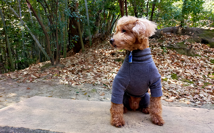 ポッシュペットスタッフの愛犬 ジャムさん